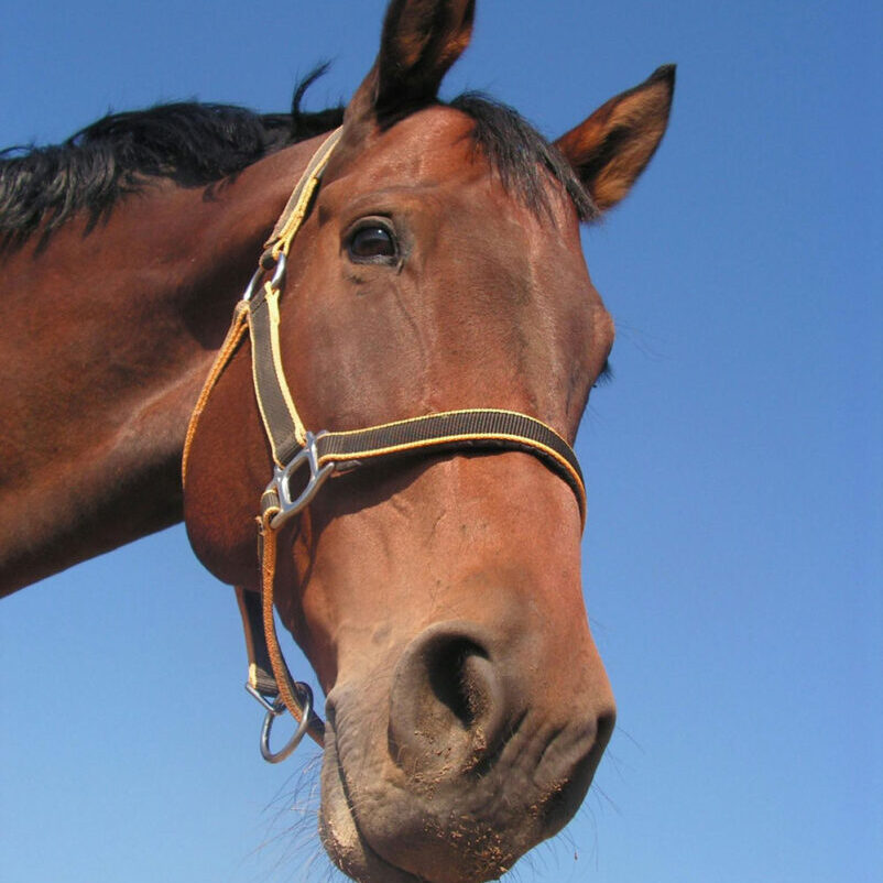image-of-horse image-of-horse